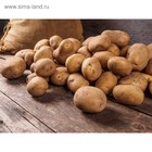 Семенной картофель "Хоум Гард" 10 шт Супер Элита, р/р 28/55 - Фото 5