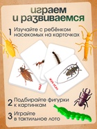 Развивающий набор с карточками «Мир насекомых», по методике Домана - Фото 2