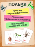 Развивающий набор с карточками «Мир насекомых», по методике Домана - Фото 4