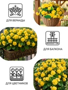 Семена цветов Бегония ампельная "Шансон" клубневая, желтая, 10 шт - фото 809695439