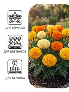 Семена цветов Бархатцы прямостоячие «Хлопушка», 0.2 г - Фото 3