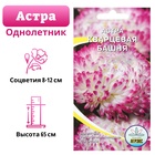Семена цветов Астра пионовидная "Кварцевая башня", 0,2 г - Фото 2