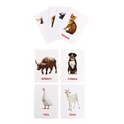 Развивающий набор фигурок для детей «Домашние животные» с карточками, по методике Домана - фото 6261784
