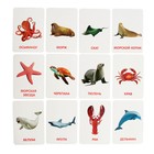 Развивающий набор с карточками «Водные животные», по методике Домана - фото 8088296
