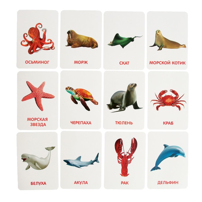 Развивающий набор с карточками «Водные животные», по методике Домана - фото 1884988718