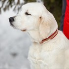 Ошейник со стразами в 3 рядов, 47 х 2 см, микс цветов - фото 44737491