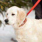 Ошейник со стразами в 3 рядов, 47 х 2 см, микс цветов - фото 44737487