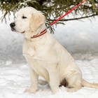 Ошейник со стразами в 3 рядов, 47 х 2 см, микс цветов - фото 44737489