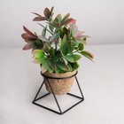 Подставка для цветов Доляна «Геометрика», d=8,3 см, 9,8×9,8×8 см цвет чёрный - Фото 1