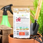 Семена Лук репчатый "Ялтинский красный", 0,3 г - Фото 2