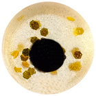Приманка съедобная соленая Takedo "Окуневый глаз", 5 мм, аромат мотыль (набор 15 шт) - Фото 2