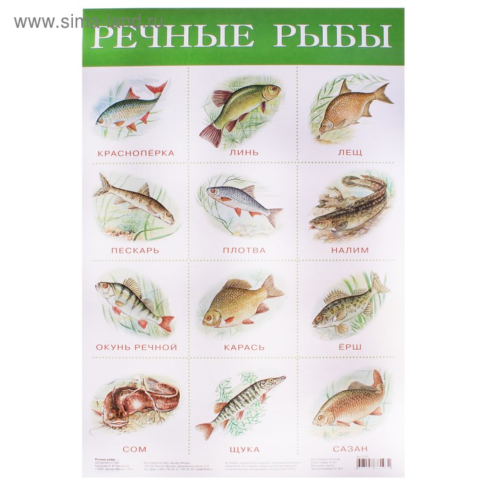 Плакат "Речные рыбы" - Фото 1