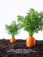 Семена Морковь «Санькина любовь», F1, 1 г, «Уральский дачник» - Фото 4