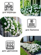 Семена Петуния "Мамбо" F1 белая многоцветковая, 7 шт - Фото 3