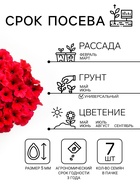 Семена цветов Петуния «Мамбо» F1 бургунди, многоцветковая, 7 шт. - Фото 2
