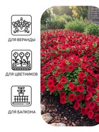 Семена цветов Петуния «Мамбо» F1 бургунди, многоцветковая, 7 шт. - Фото 3
