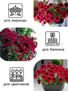 Семена Петуния Мамбо F1 пурпурная многоцветковая, 7 шт - Фото 2