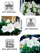 Семена Петуния Афродита F1 белая крупноцветковая, 7 шт - Фото 3