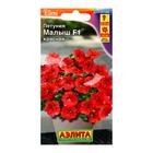 Семена Петуния мини Малыш F1 красная многоцветковая, 7 шт - Фото 3