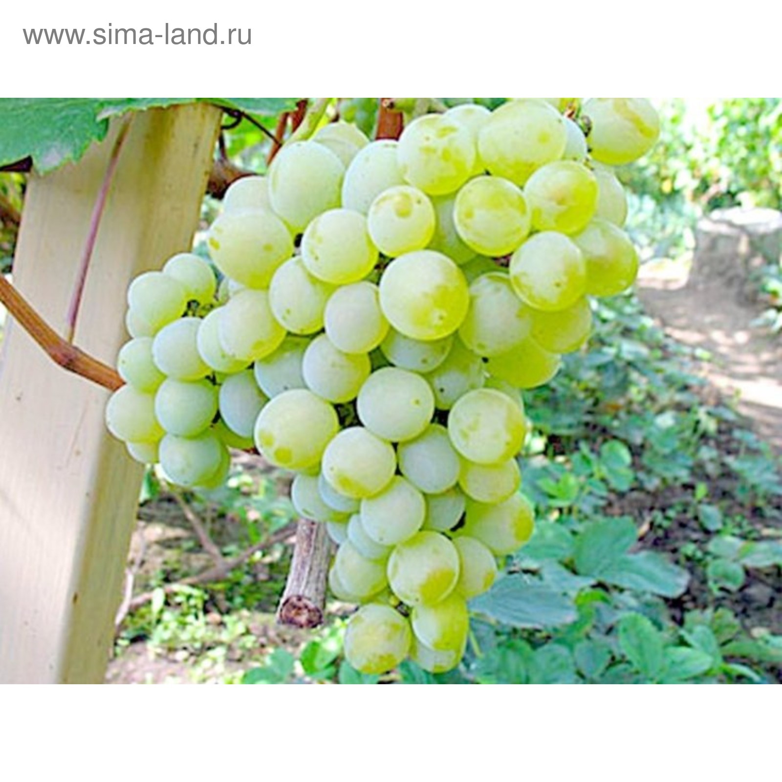 Виноград лиана 2,55 м (22 пары листьев) Зеленый № отзывы