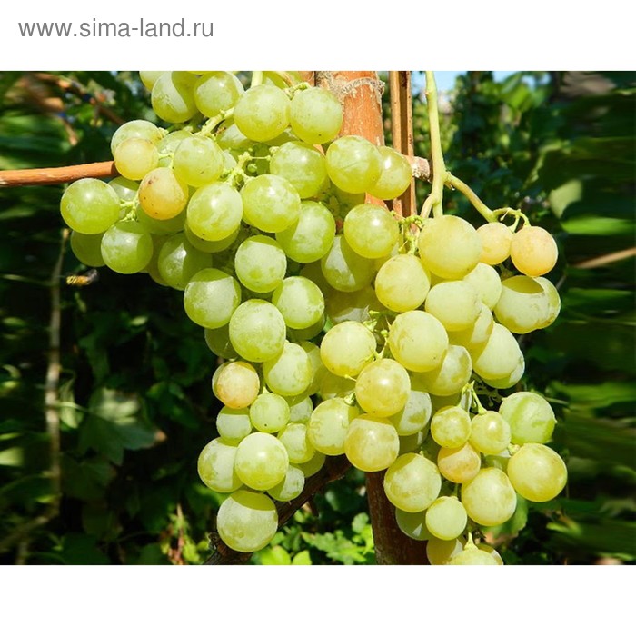 Мускат белый фото Мускат белый фото