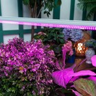 Фитосветильник для растений Uniel, светодиодный, 35 Вт, 1150 мм, IP40, 220 В, с выключателем, мультиспектральный - Фото 16