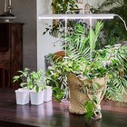 Фитосветильник светодиодный Uniel, 10 Вт, 560 мм, IP40, 220В, полноспектр, c выкл, прозрачный - фото 23602674