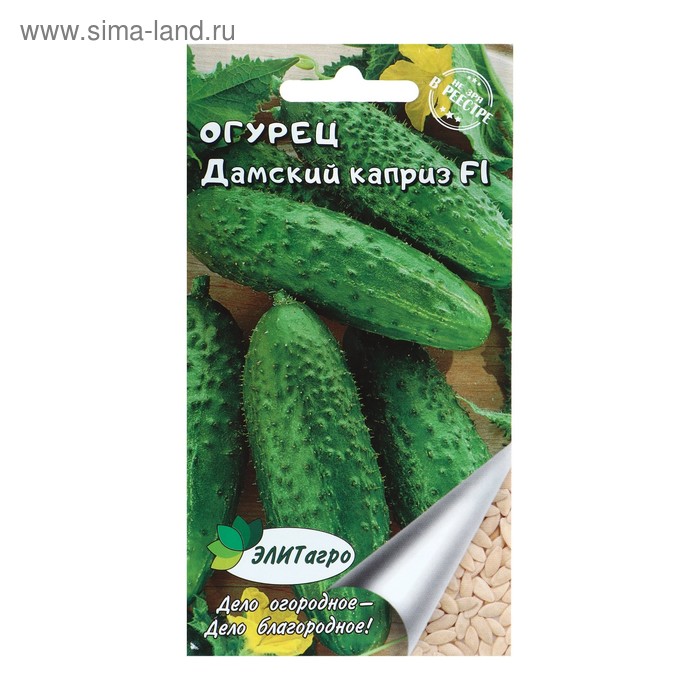 Дамский угодник огурец фото Дамский угодник огурец фото