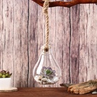 Флорариум «Лампа», с веревкой, d отверстия 5 см, 9×9×13 см, стекло, прозрачный - Фото 3