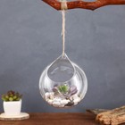 Флорариум «Шар капля», с верёвкой, 12×12×13 см, стекло, прозрачный - Фото 2