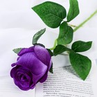 Цветы искусственные "Роза Натурэль" 6х44 см, фиолетовый - фото 318279362