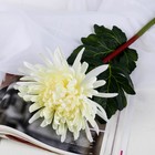 Цветы искусственные "Астра пионовидная" 17х63 см, белый - Фото 1