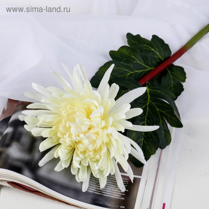 Цветы искусственные "Астра пионовидная" 17х63 см, белый - Фото 1