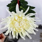 Цветы искусственные "Астра пионовидная" 17х63 см, белый - Фото 2