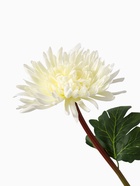 Цветы искусственные «Астра пионовидная», 17×63 см, белые - фото 59316477