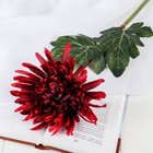 Цветы искусственные "Астра пионовидная" 17х63 см, бордовый - фото 8931508