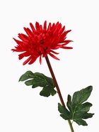 Цветы искусственные «Астра пионовидная», 17×63 см, бордовые 4642691