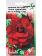 Семена Цветов Бегония крупноцветковая «Камелия», красная, 10 шт., «Дом семян» - Фото 5
