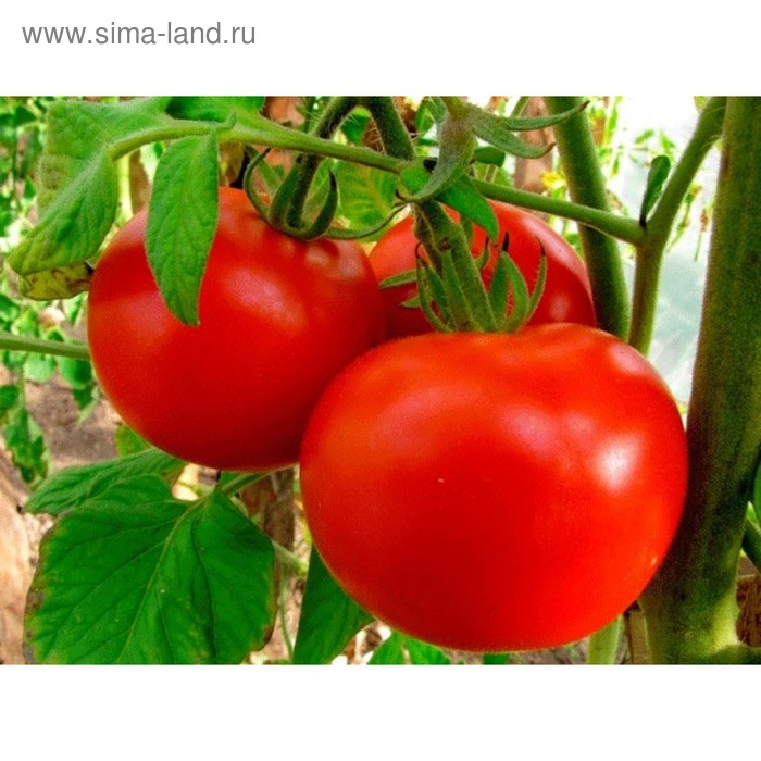 Сорт томата волгоградский фото и описание Сорт томата волгоградский фото и описание