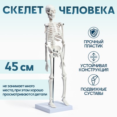 Анатомическая модель «Макет скелета взрослого человека», 45 см