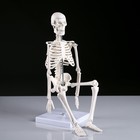 Макет "Скелет человека" 45см - Фото 2