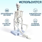Анатомическая модель «Макет скелета взрослого человека», 45 см - Фото 2