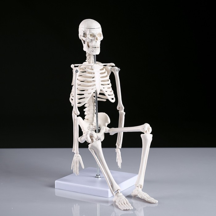Макет "Скелет человека" 45см - фото 1908528516