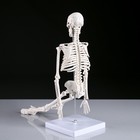 Макет "Скелет человека" 45см - Фото 3