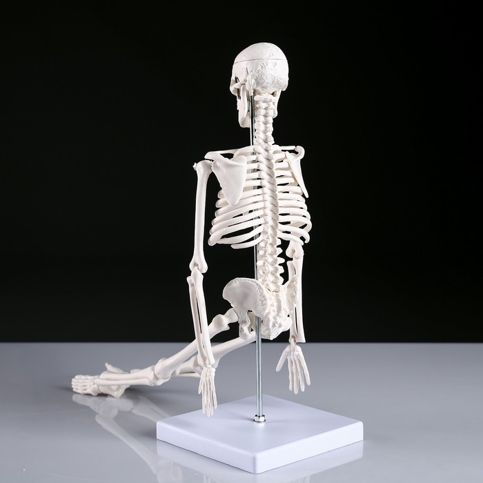 Макет "Скелет человека" 45см - фото 1908528517