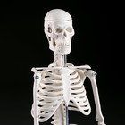 Макет "Скелет человека" 45см - фото 6268412
