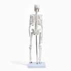 Анатомическая модель «Макет скелета взрослого человека», 45 см - Фото 4