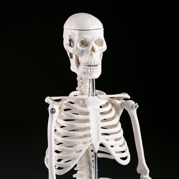 Макет "Скелет человека" 45см - фото 1908528518