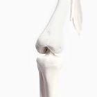 Анатомическая модель «Макет скелета взрослого человека», 45 см - Фото 8