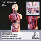 Анатомическая модель «Макет торса человека», 42 см - Фото 2